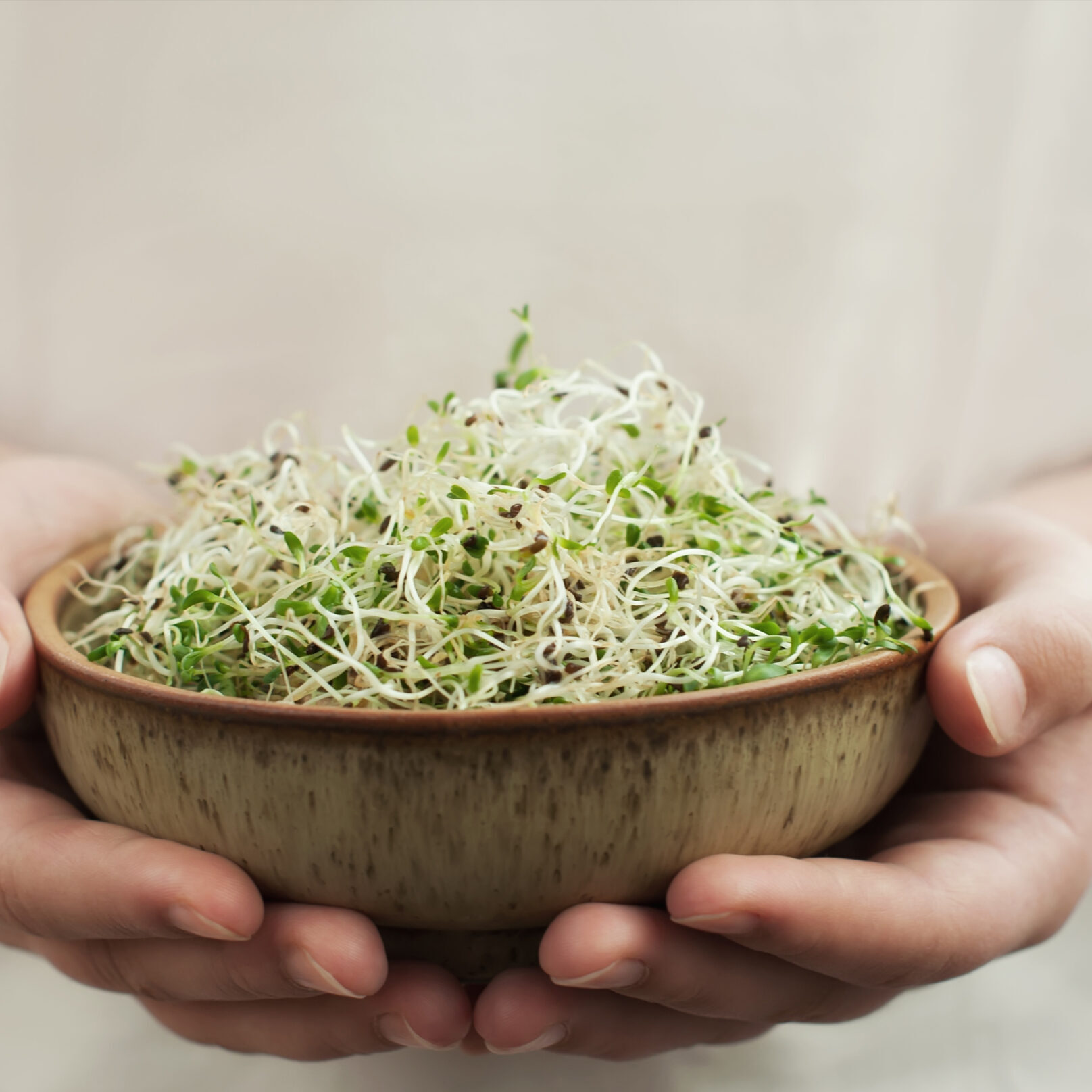 Young adult hands holds ceramic bowl with home grown organic sprout micro greens  alfalfa sprouts .Healthy eating concept .Close up,selective focus.